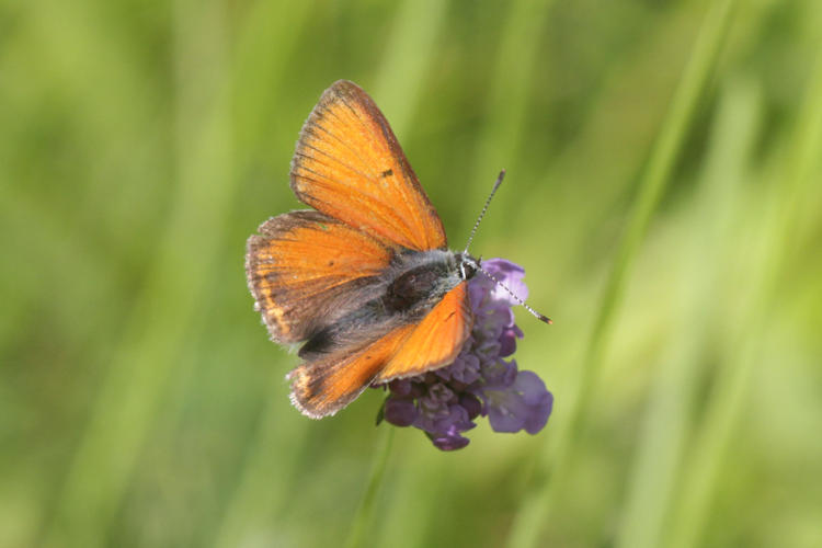 Lycaena hippothoe euridice: Bild 14