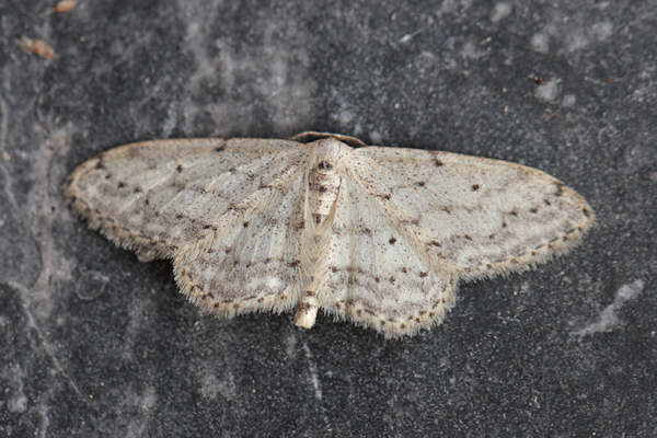 Idaea seriata: Bild 4