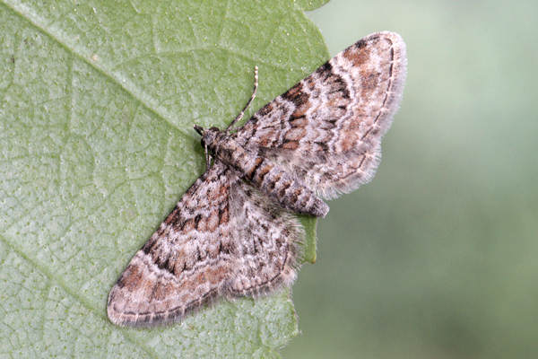 Gymnoscelis rufifasciata: Bild 1