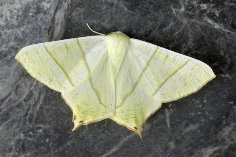 Ourapteryx sambucaria: Bild 1