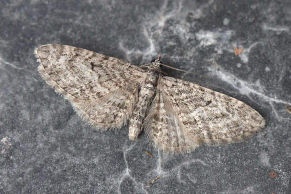 Eupithecia lariciata: Bild 9