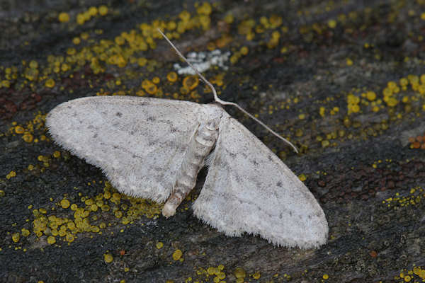 Idaea seriata: Bild 5