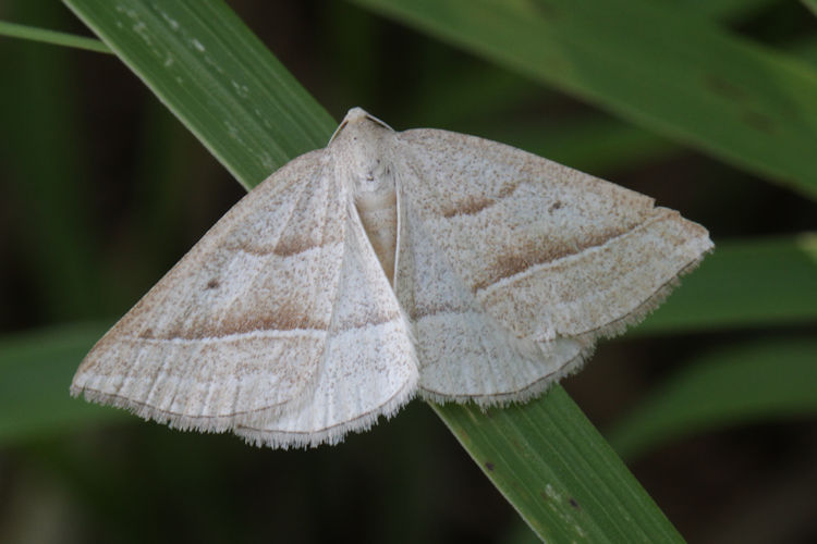 Petrophora chlorosata: Bild 14