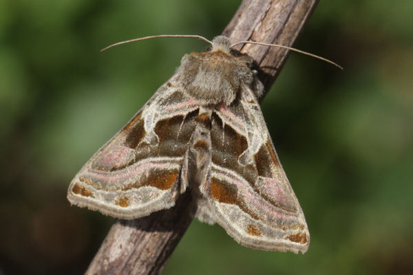 Euchalcia variabilis: Bild 4