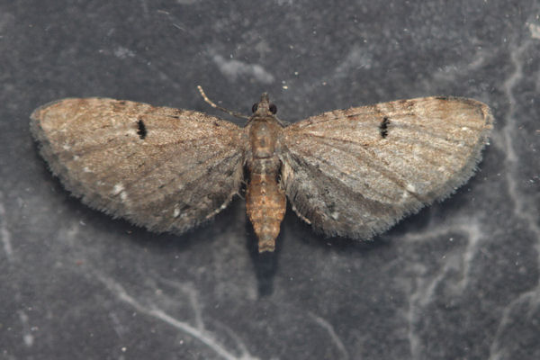 Eupithecia assimilata: Bild 12