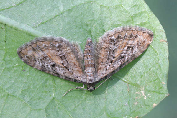 Eupithecia icterata: Bild 3