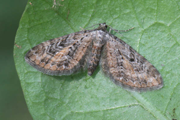 Eupithecia icterata: Bild 1