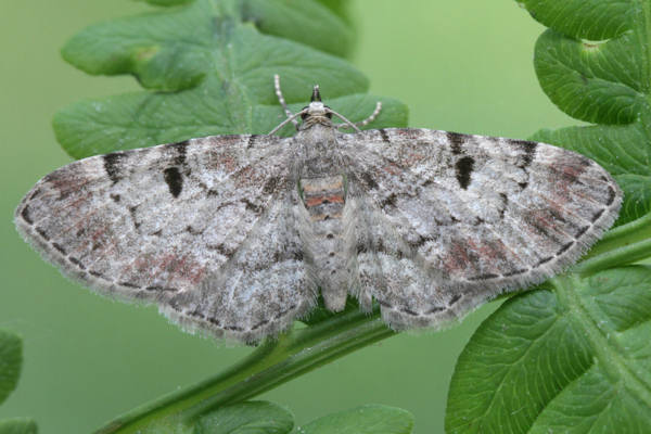 Eupithecia abietaria: Bild 7