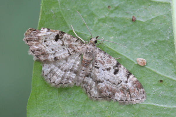 Eupithecia abietaria: Bild 4