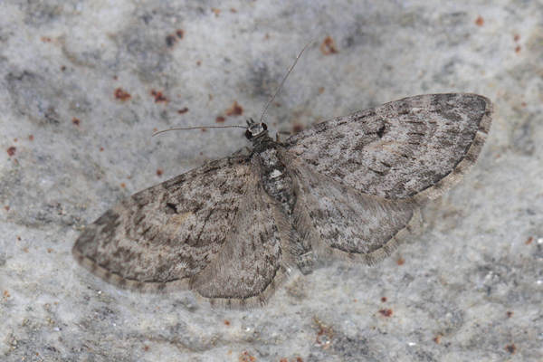 Eupithecia lariciata: Bild 10