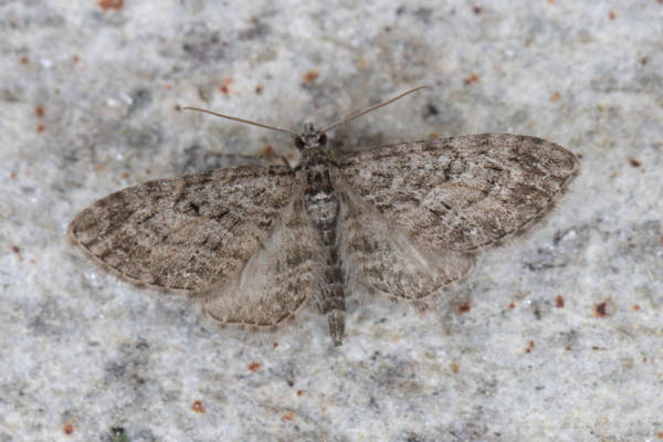 Eupithecia lariciata: Bild 11