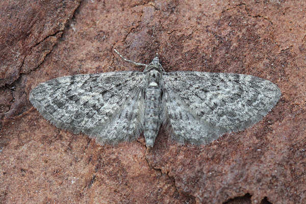 Eupithecia lariciata: Bild 12