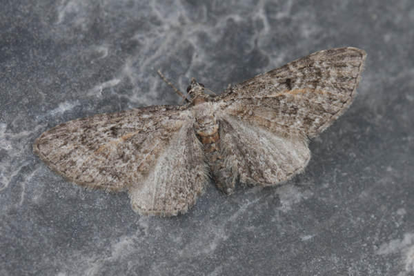 Eupithecia icterata: Bild 17