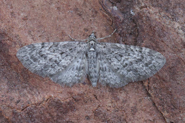 Eupithecia lariciata: Bild 26