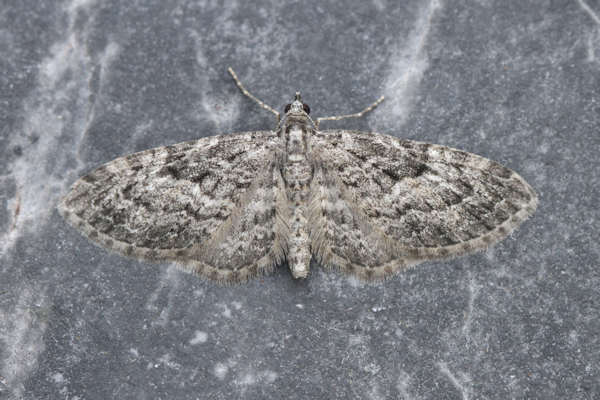 Eupithecia lariciata: Bild 24