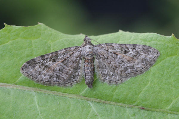 Eupithecia icterata: Bild 18