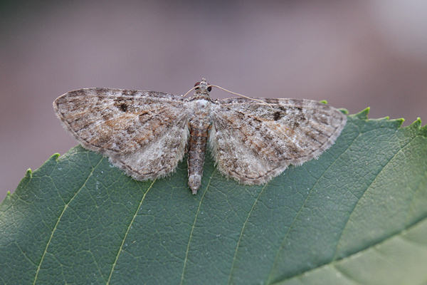 Eupithecia icterata: Bild 20