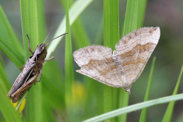 Scotopteryx chenopodiata: Bild 17