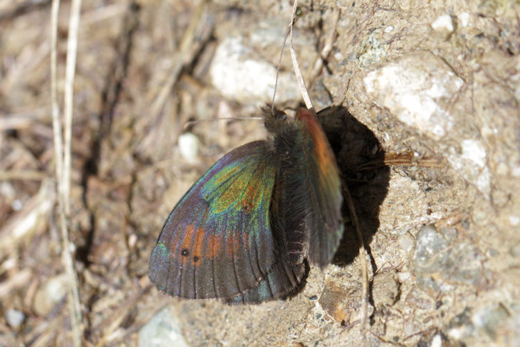 Erebia tyndarus: Bild 16