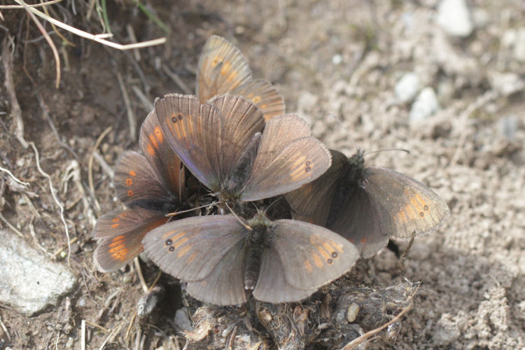 Erebia tyndarus: Bild 17