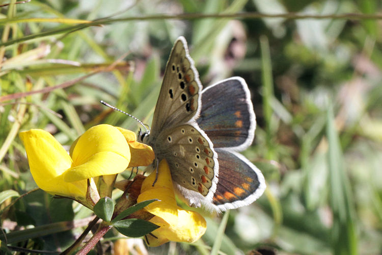 Polyommatus dorylas: Bild 23