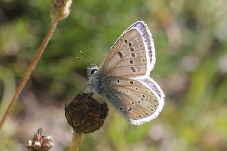 Polyommatus dorylas: Bild 21