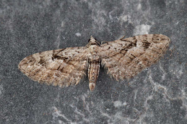 Eupithecia pusillata: Bild 6