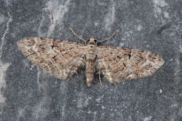 Eupithecia pusillata: Bild 7