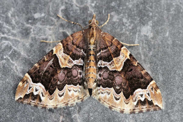 Eulithis prunata: Bild 1