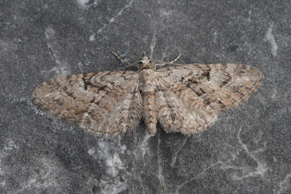 Eupithecia pusillata: Bild 21