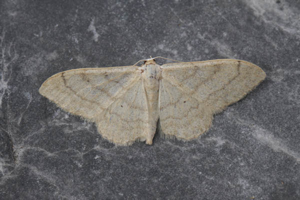 Idaea aversata: Bild 15