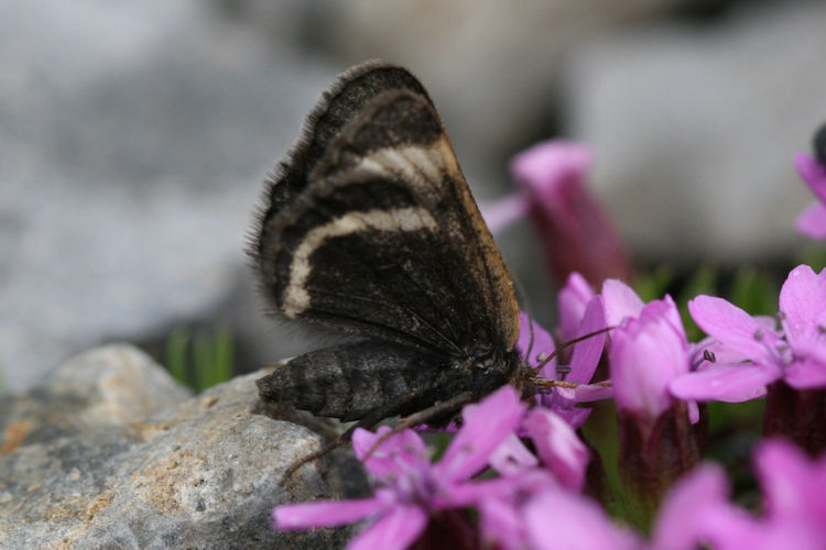 Sciadia tenebraria wockearia: Bild 5