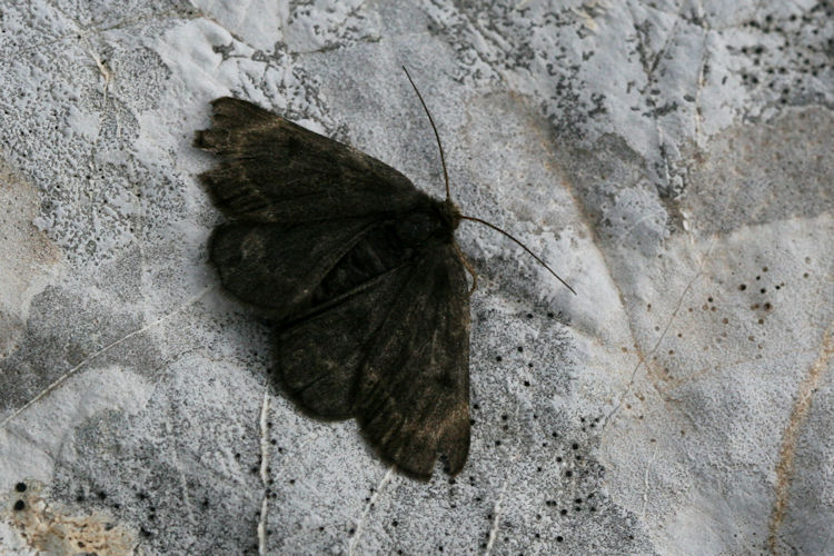 Sciadia tenebraria wockearia: Bild 3