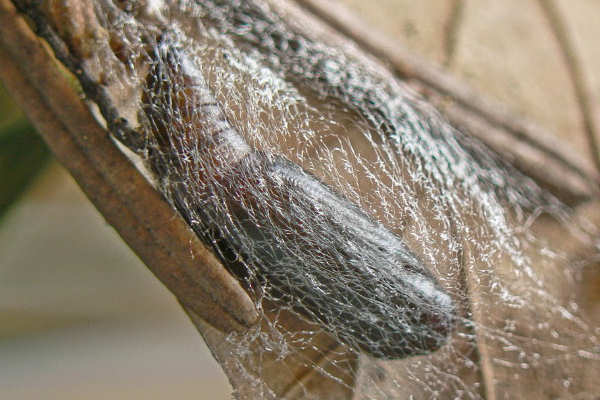 Pungeleria capreolaria: Bild 17