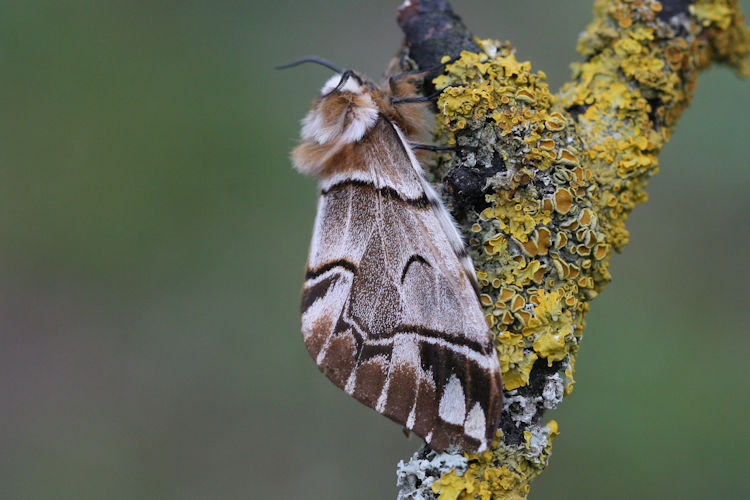 Endromis versicolora versicolora: Bild 9