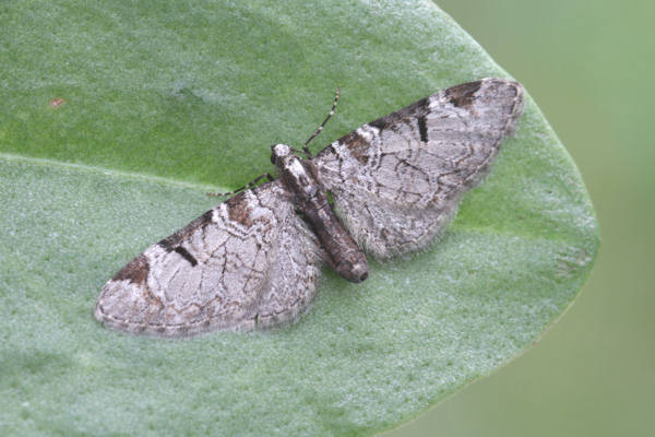 Eupithecia insigniata: Bild 1