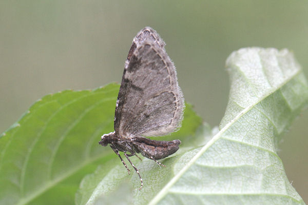 Eupithecia insigniata: Bild 38