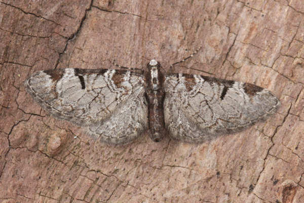 Eupithecia insigniata: Bild 27