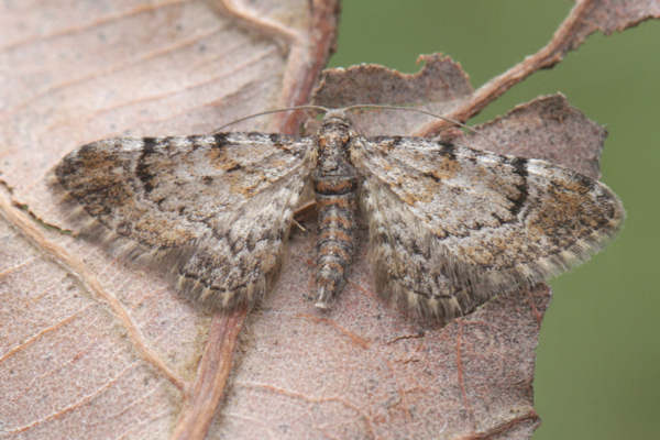 Gymnoscelis rufifasciata: Bild 32