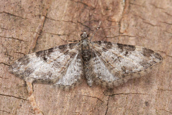 Eupithecia irriguata: Bild 7