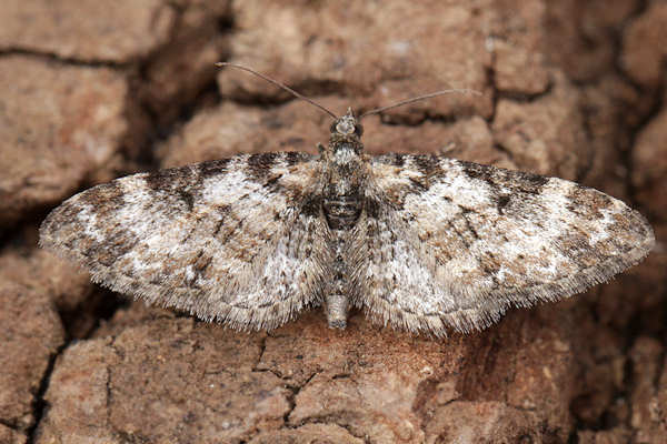 Eupithecia irriguata: Bild 34