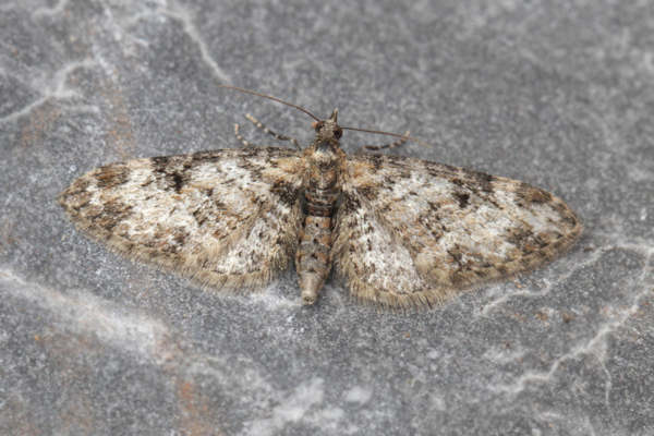 Eupithecia irriguata: Bild 35