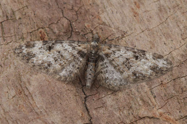 Eupithecia irriguata: Bild 37