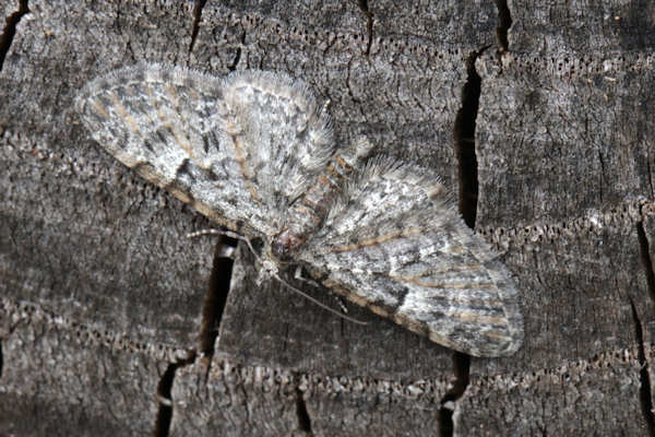 Eupithecia dodoneata: Bild 25