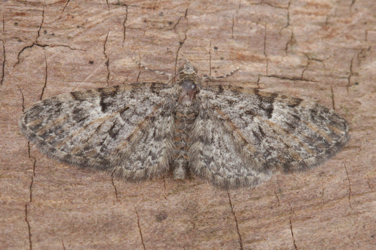 Eupithecia dodoneata: Bild 28