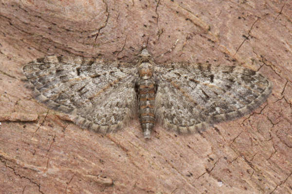 Eupithecia dodoneata: Bild 29