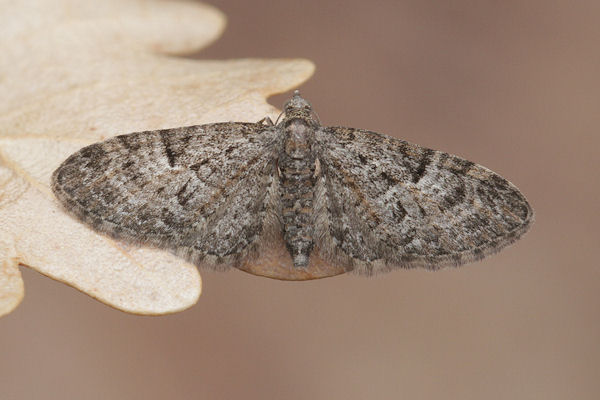 Eupithecia dodoneata: Bild 30