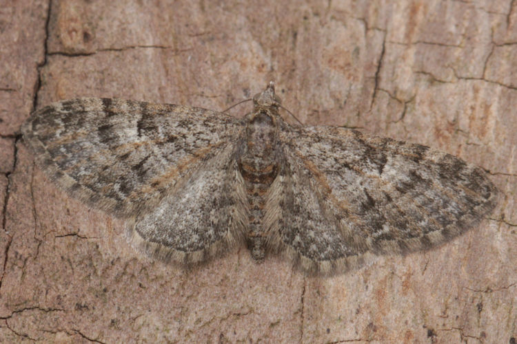 Eupithecia dodoneata: Bild 31