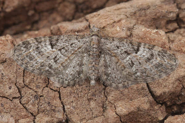 Eupithecia dodoneata: Bild 32