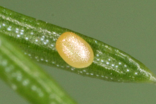 Eupithecia lanceata: Bild 7